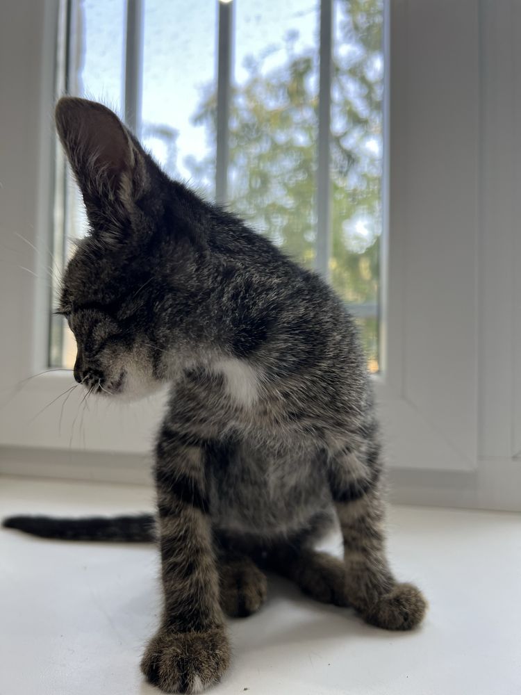 Котенок для ребенка