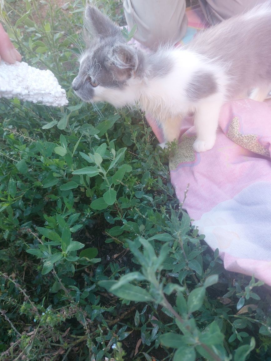 Пристроить котенка