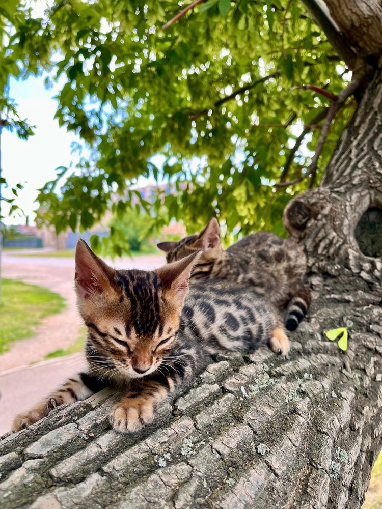 Бенгальские котята