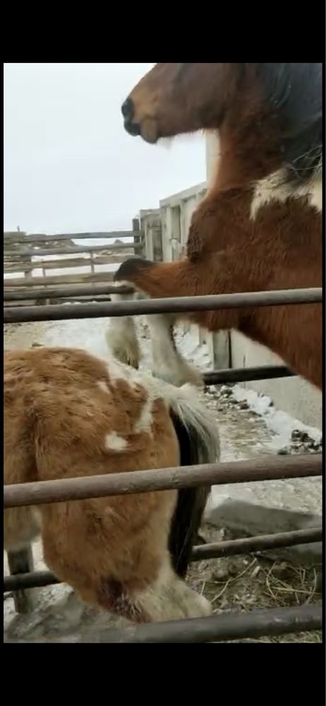 Продам жеребец