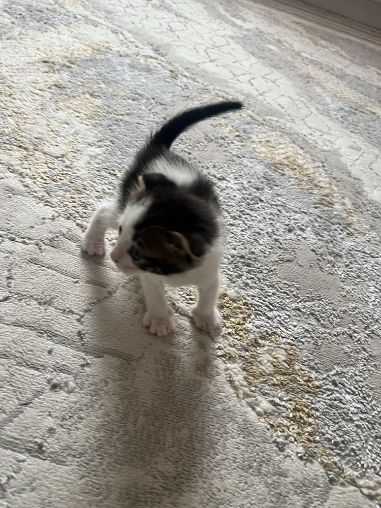 Отдаю котят в добрые руки
