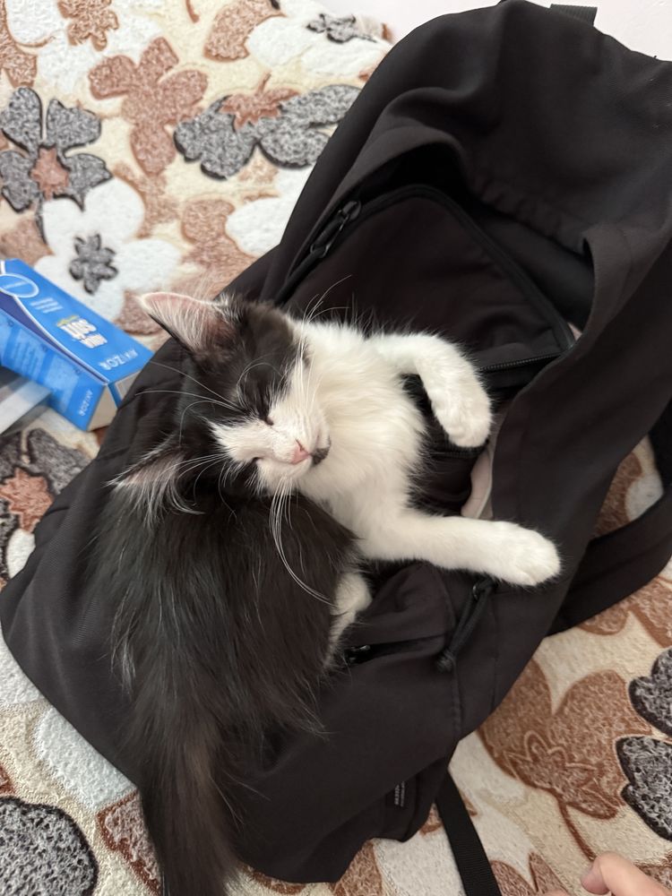 Отдаю Котенка (1,5-2 месяца) в добрые руки!