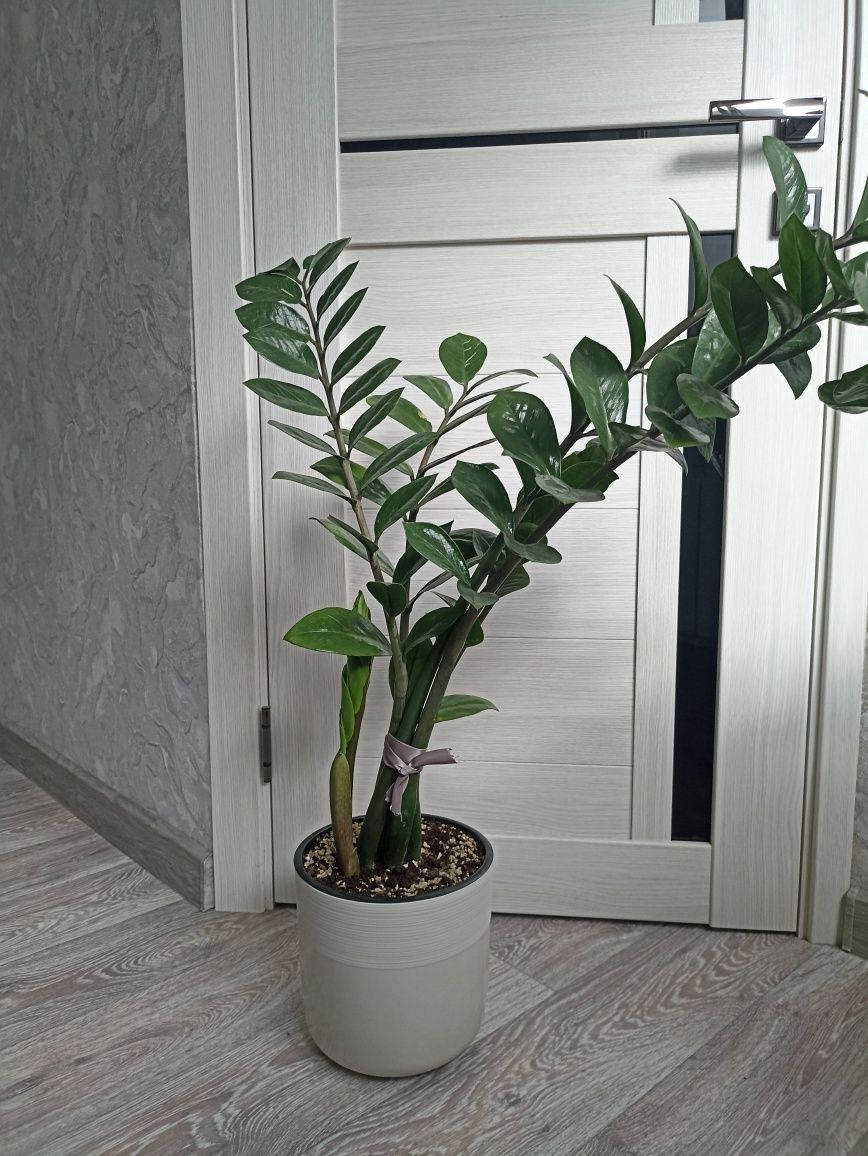 Продам земипкулькас,долоровое дерево..