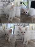 Котенок девочка ищет дом
