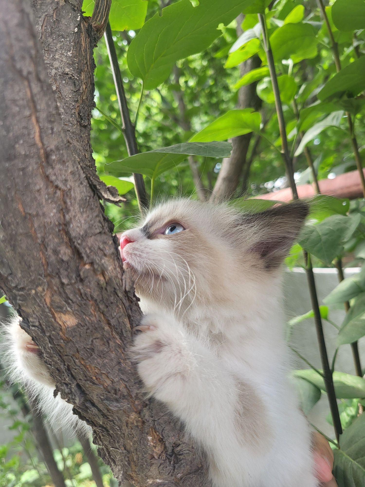 Отдаем котят в добрые руки