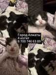 Котята 2 мальчика 2 девочки