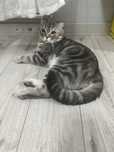 Шотландский вислоухи кот
