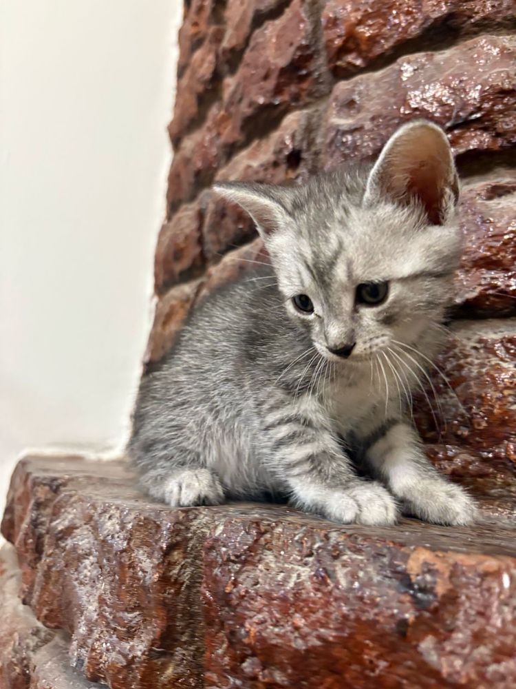 Отдам котят в хорошие руки