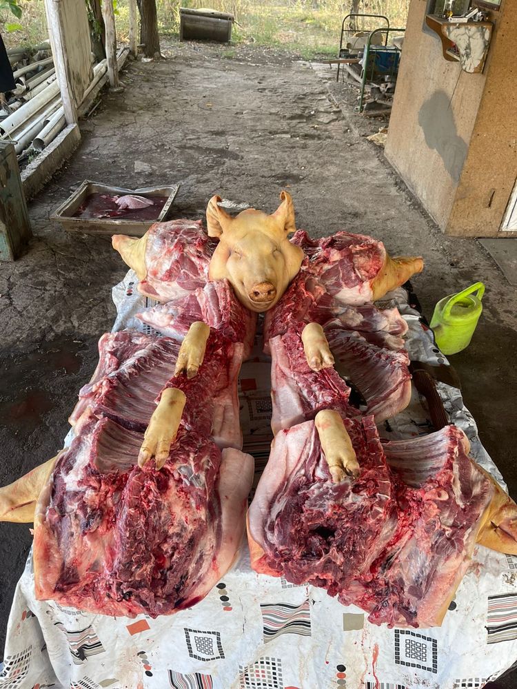 Голова и ножки молодой свинки