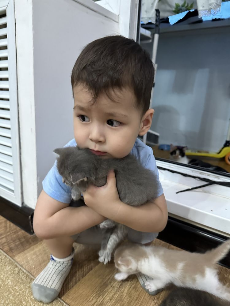 Отдам котят в добрые руки!