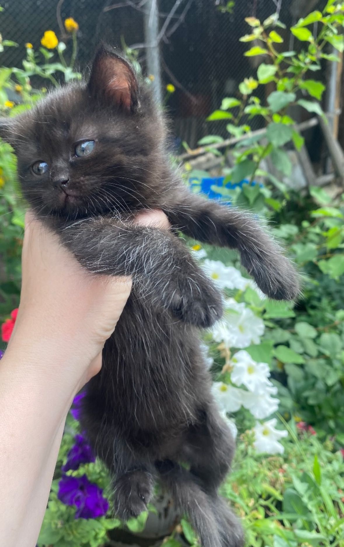 Шотландские котята ищут дом
