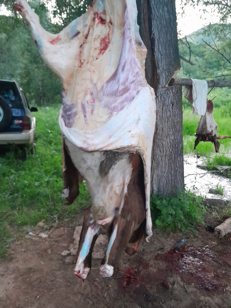 Говяжый мясо , і