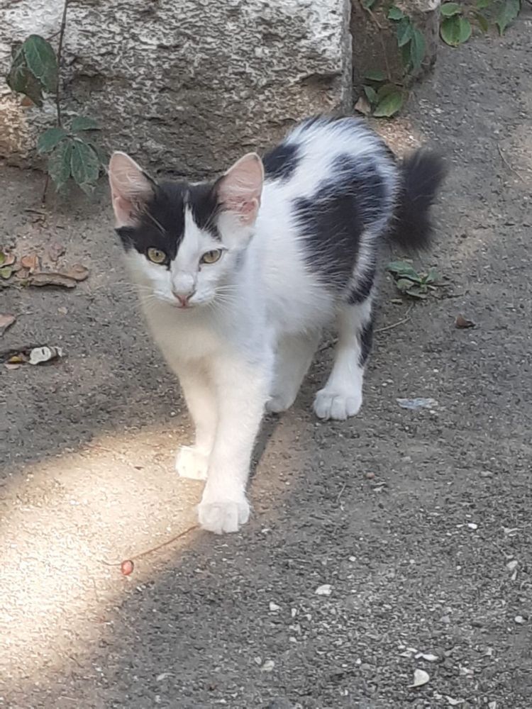 Срочно котята в добрые руки