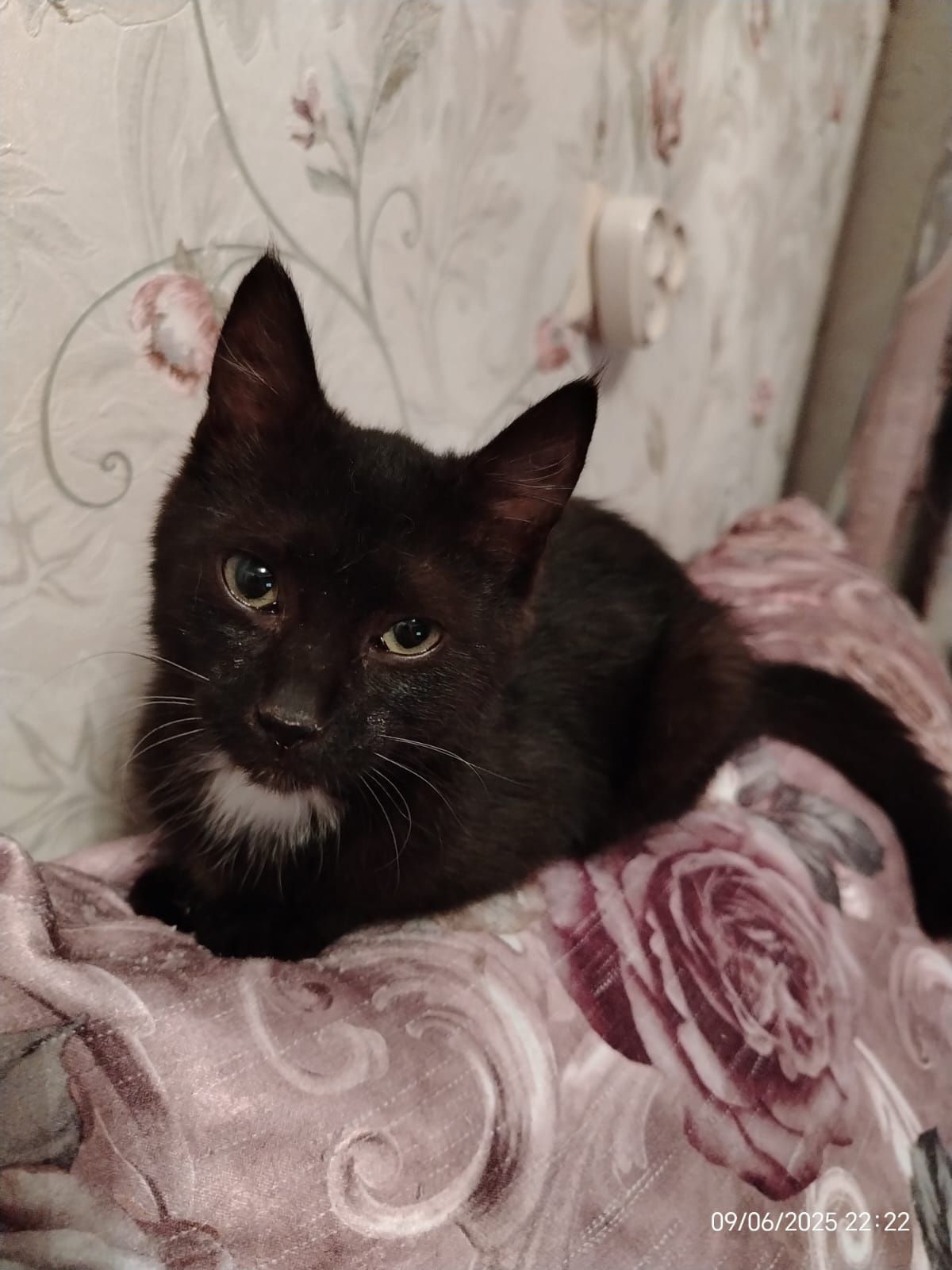 Котенок мальчик.