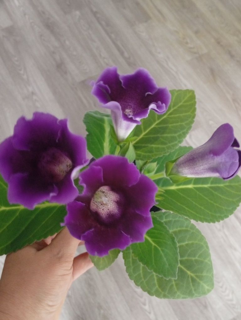 Продам Глоксинии цветущие
