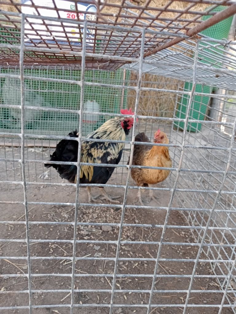 Продам карликовый курей