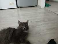 Добрая кошка,очень хорошая