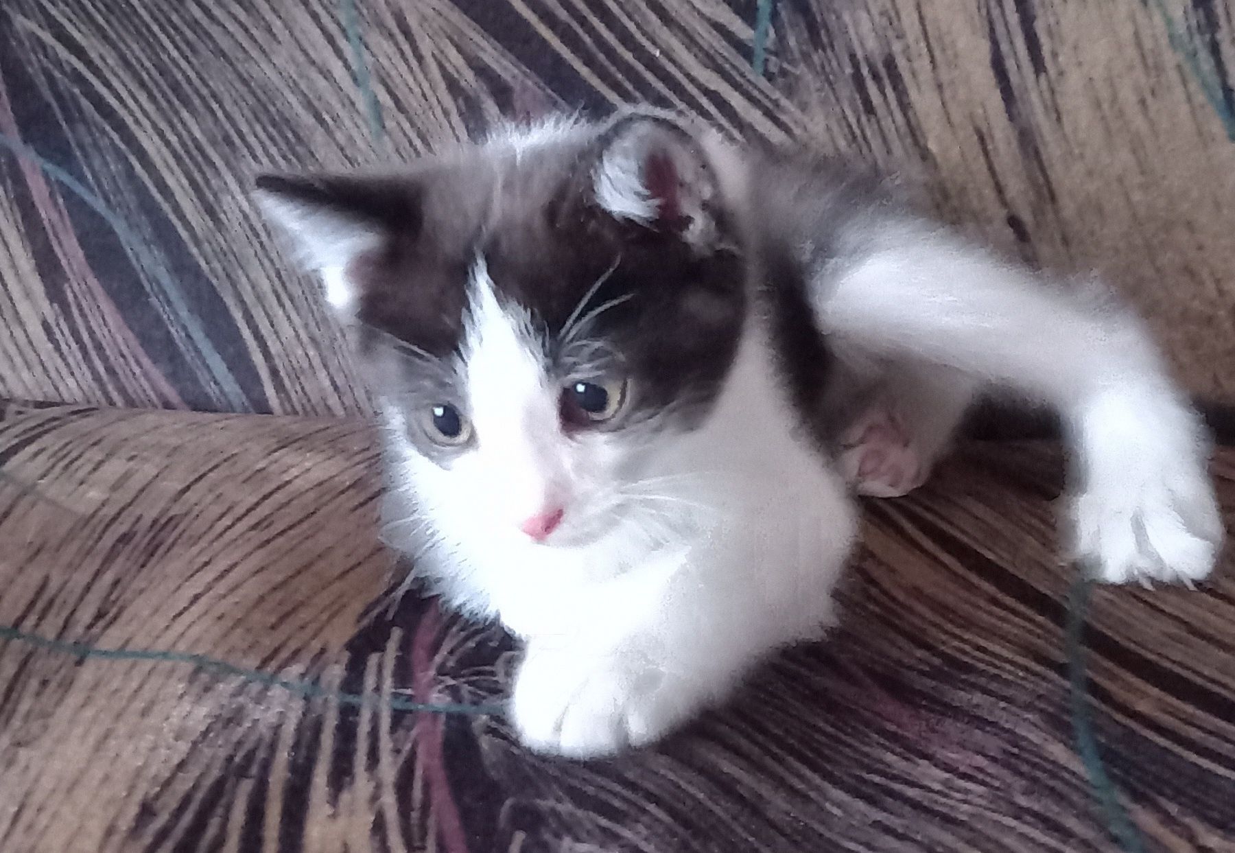 котёнок  бесплатно