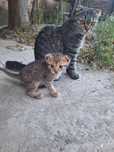 Шотландские кошки