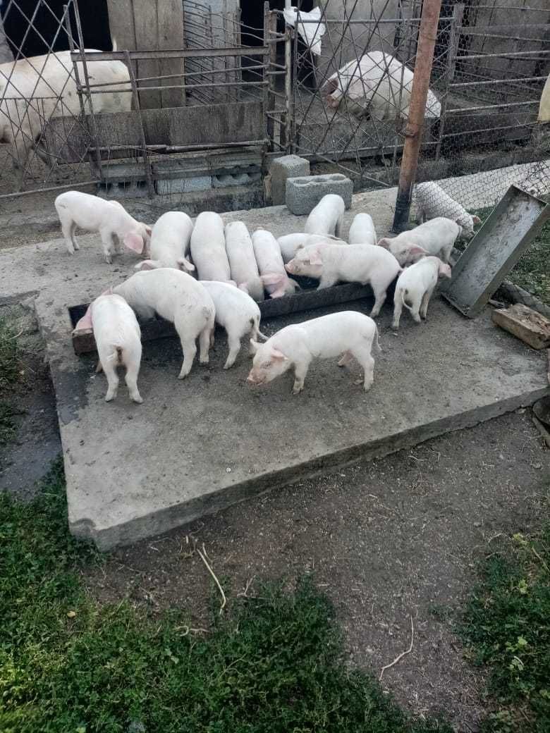 Продаются поросята