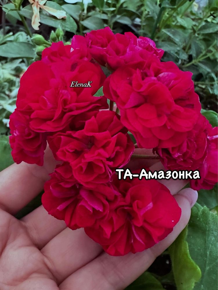 Пеларгонии сортовые коллекционные