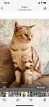Котик в хорошие руки