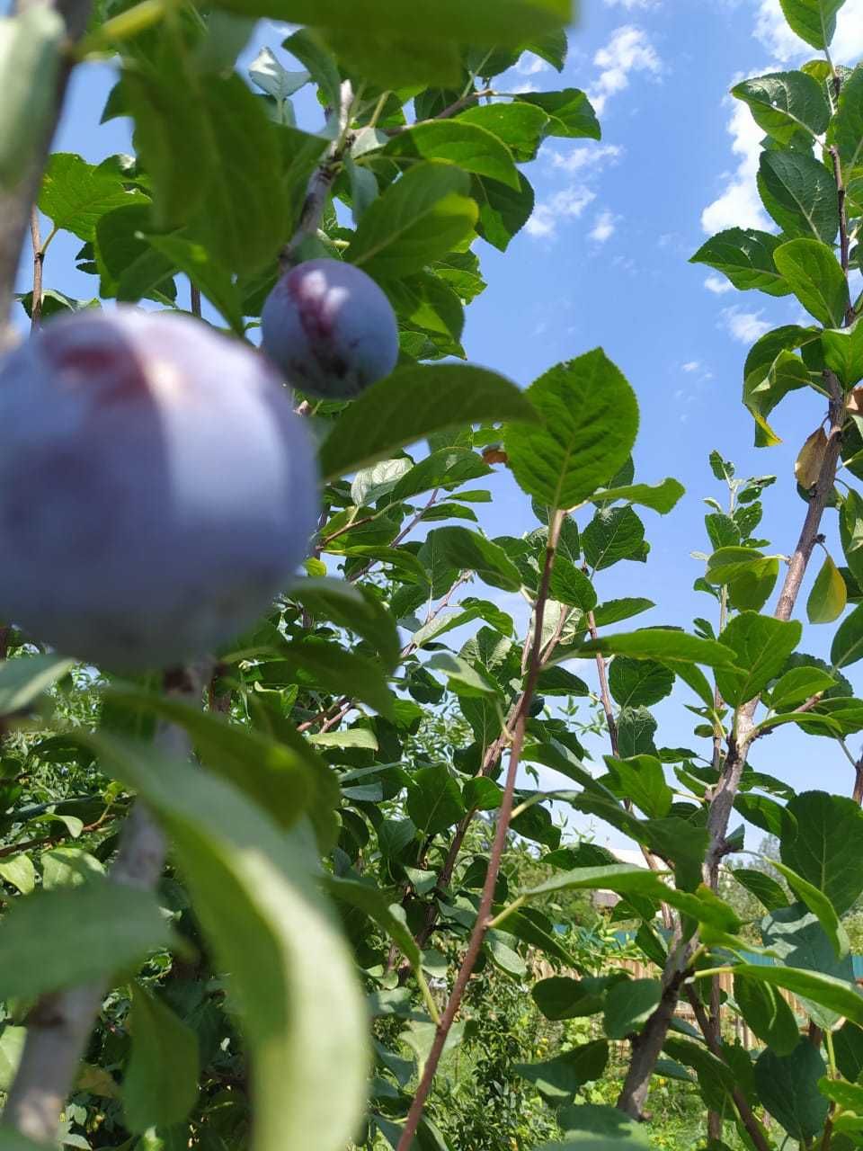 Продам дом дачный зимний вариант