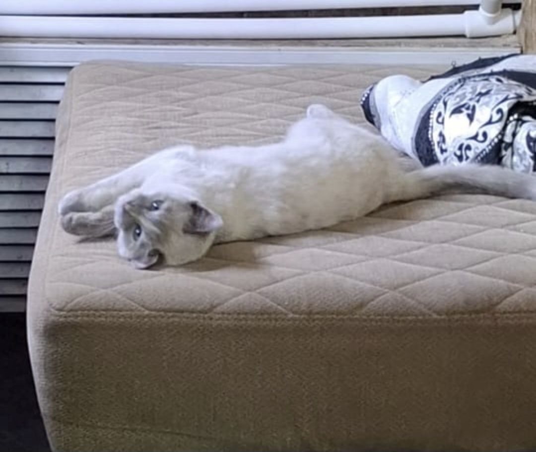 Кошка отдам бесплатно в хорошие руки