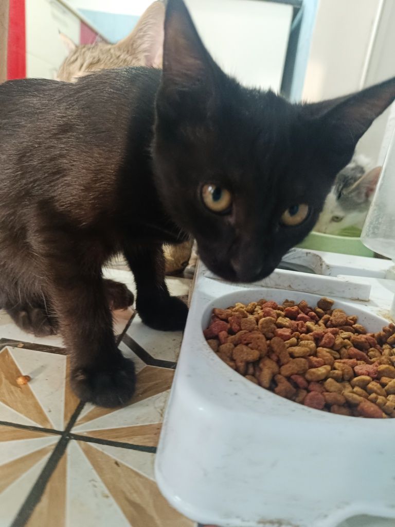 Котята домашние, Уйде оскен мыргаулар