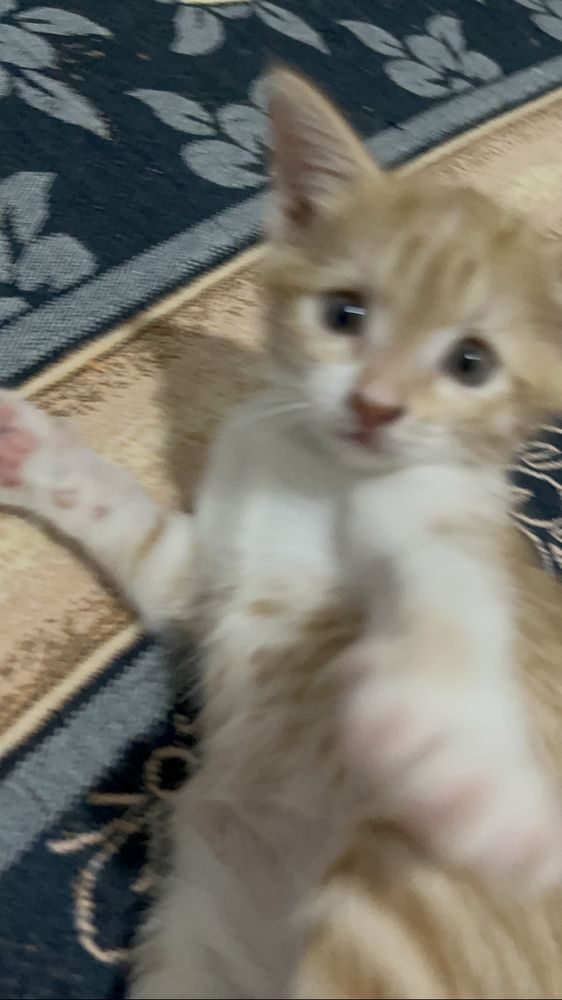 Котёнок девочка ищет дом