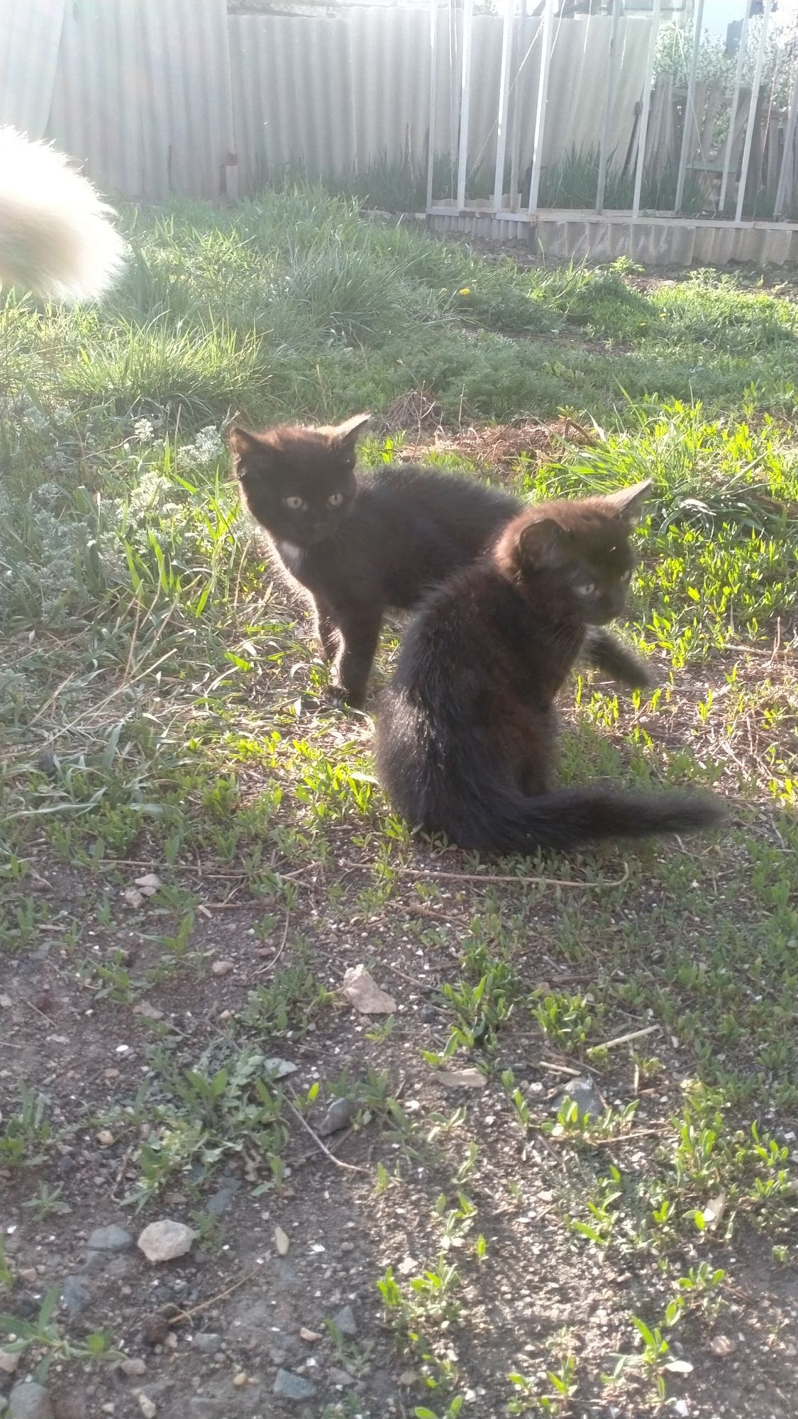 Отдам котят в добрые руки
