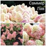 Гортензия зимостойкий кустарник