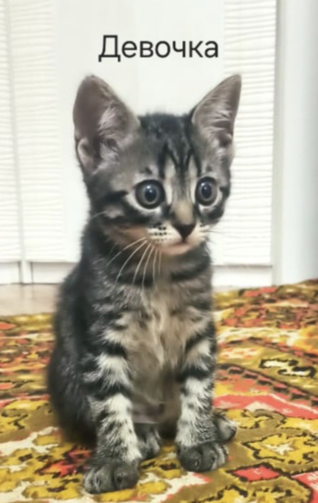 Котята в поиске своих людей