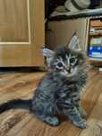 Котята любящим хозяевам