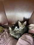 Котенки домашние