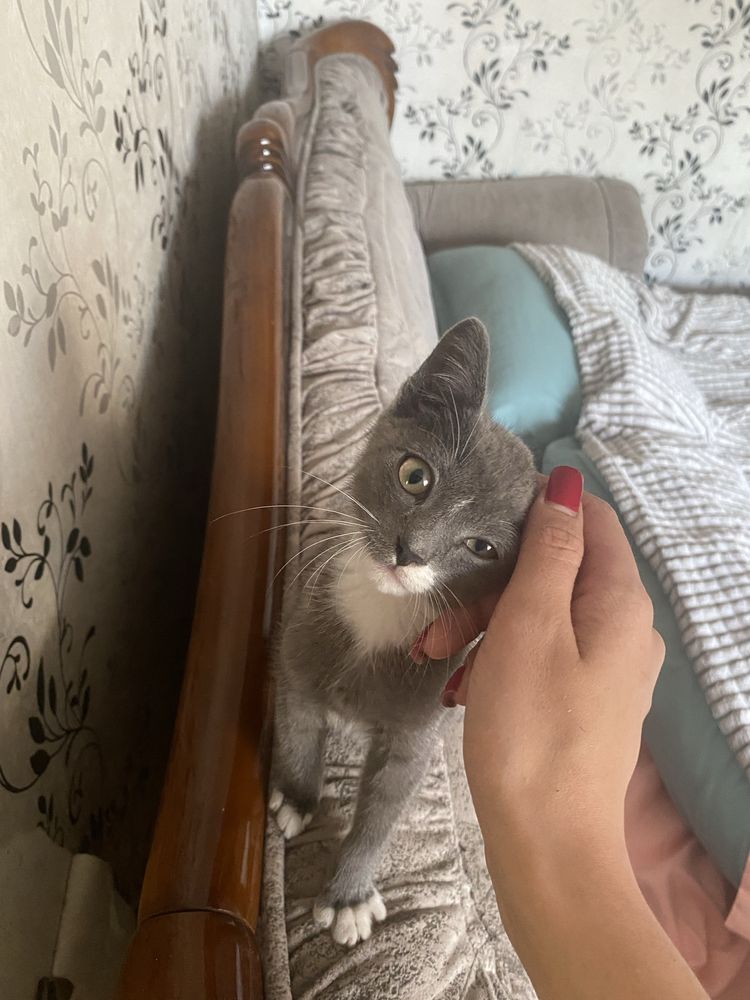 Отдам котика в добрые руки!!