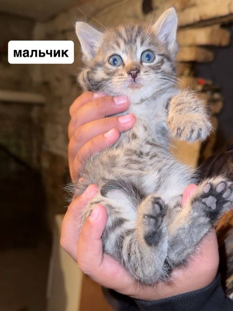 Срочно в добрые руки