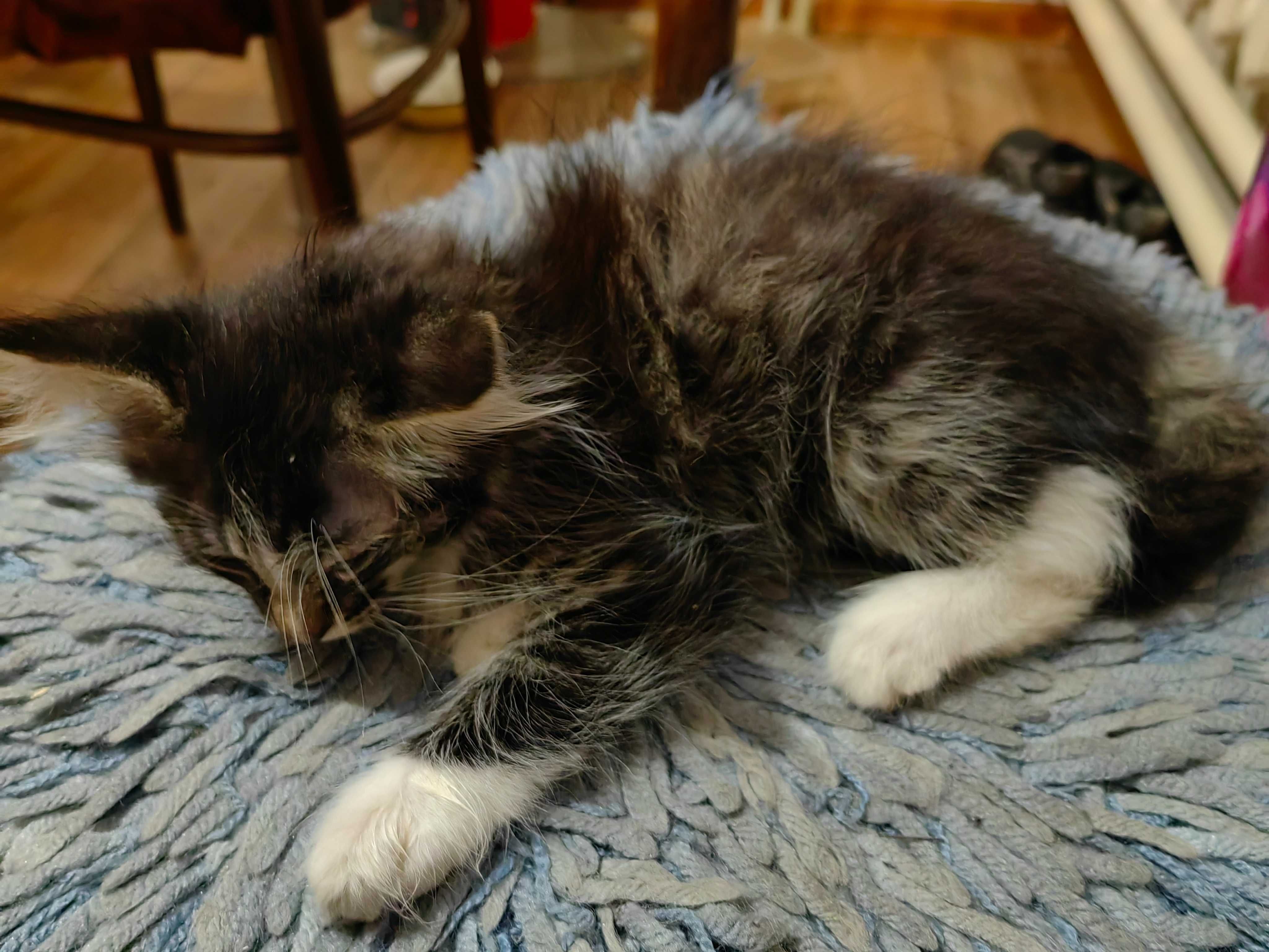 Котята 2 месяца, ищут хороший дом ! Алматы