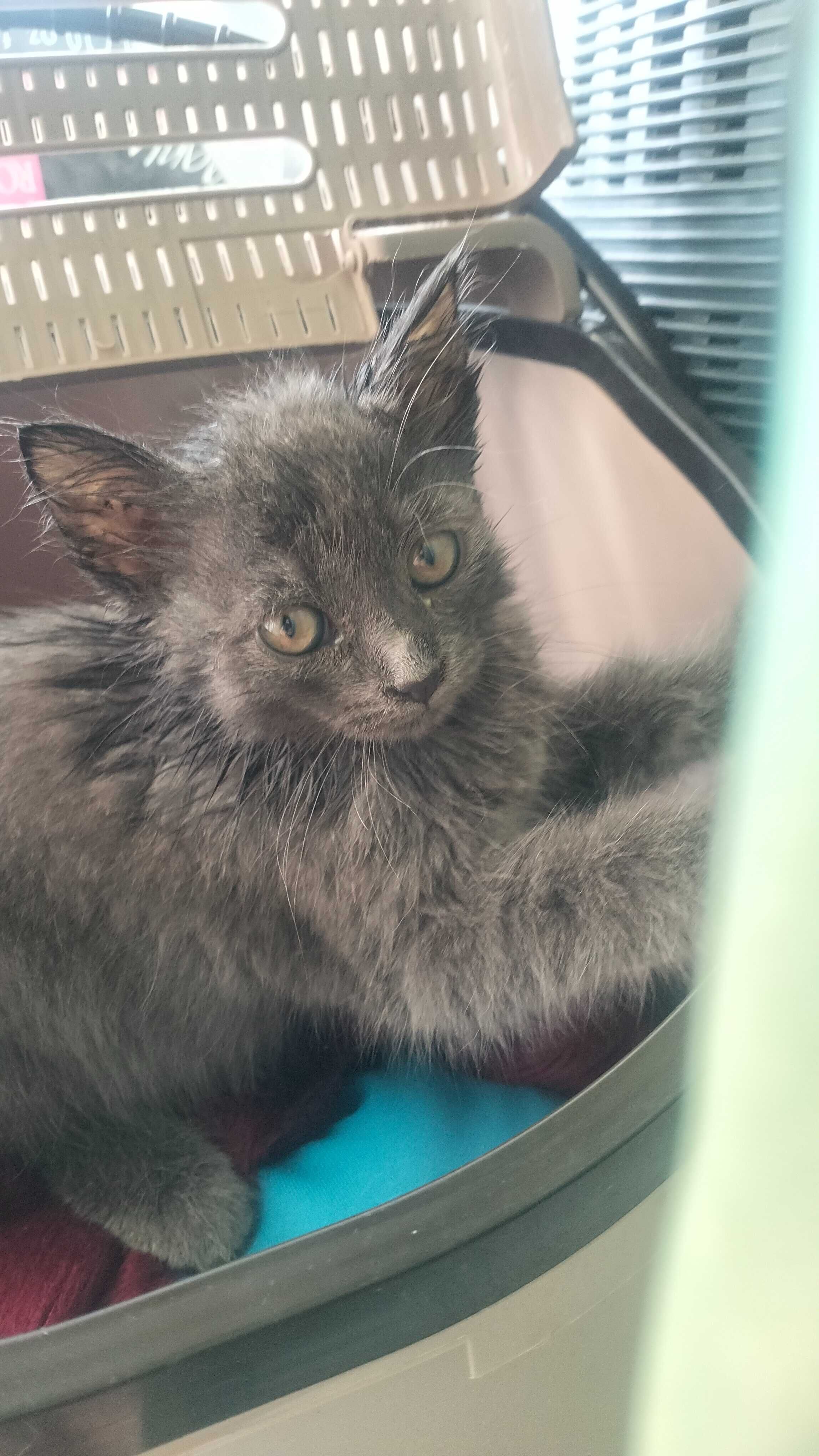 Пристраиваем котенка (1,5 мес) настоящий домовёнок,забавный.. девочка.