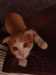 Котёнок рыжий вислоухий
