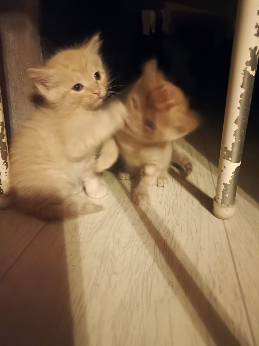 Отдадим котят хорошие и добрые руки