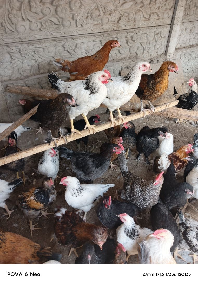Петушки молодняк срочно продам. Цена смешная. Берите быстрее