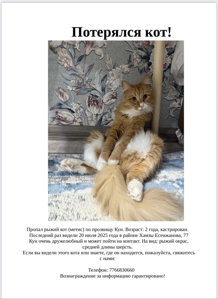 Просим помощи в поисках кота! Кот домашний, на улице он умрет SOS