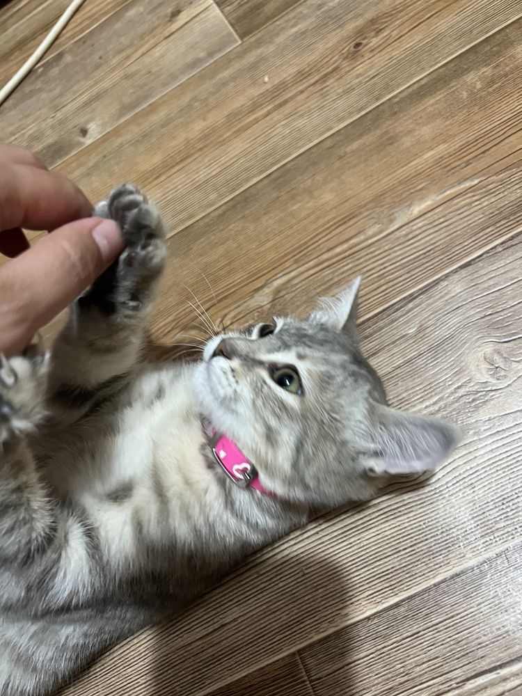 Отдам котенка в добрве руки