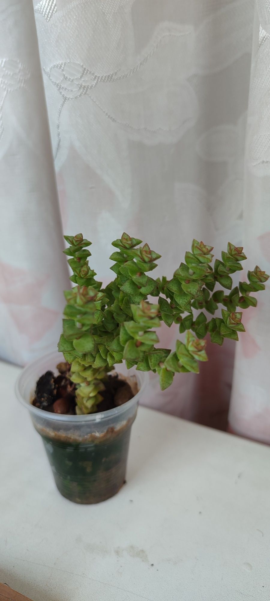 Суккуленты,  разные