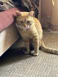 Ласковый котик ищет дом