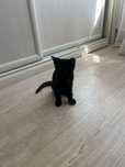 Котик черный мальчик умный приучен к лотку