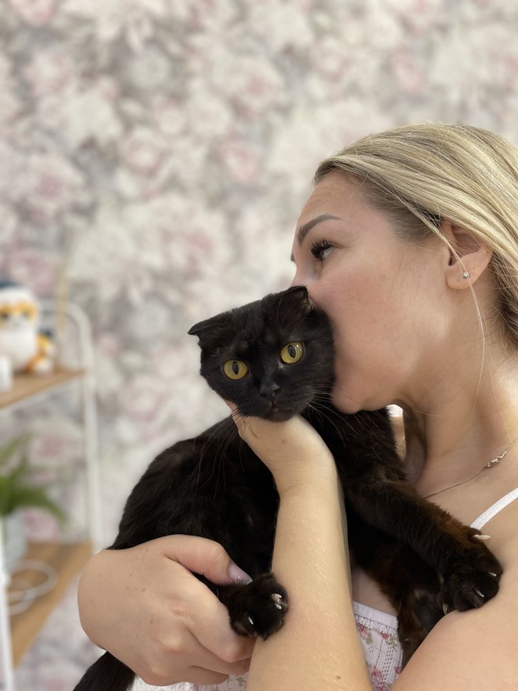 Отдам шотландскую кошку в добрые руки