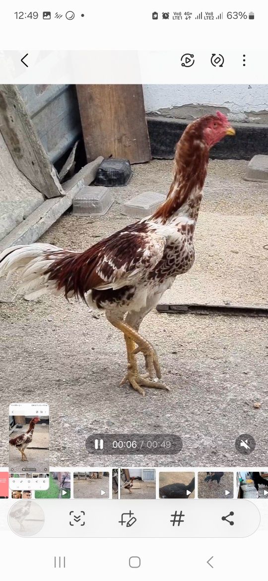 Продам Бойцового Дакана!!