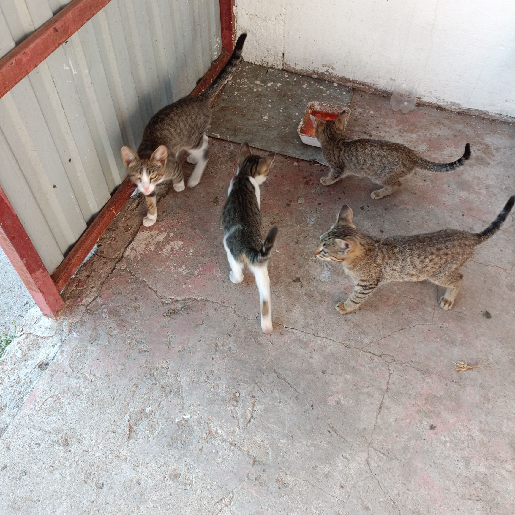 Отдам в хорошие руки котят.